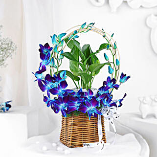 Tranquil Orchid and Prosperity Plant Gift