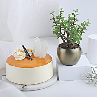 Tropical Vibes Plant N Cake Combo-image-33