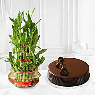 Truffle Cake N Three Layer Bamboo-picture-46