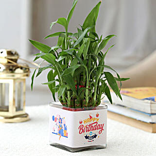 Two Layer Lucky Bamboo In Happy Birthday Glass Vase