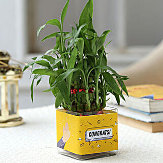 Two Layer Lucky Bamboo Plant For Congratulations-picture-35