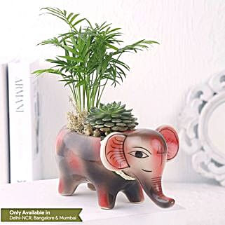 Two Plants in One Pot Gift-image-11