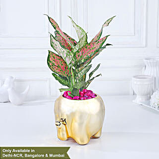 Whimsical Pink Aglaonema Haven-image-47