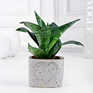 Whispers of Sansevieria Snake Plant-picture-27