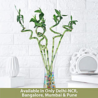Zen Spiral Bamboo Delight-picture-29