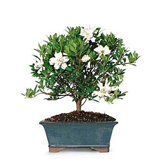 Bonsai Gardenia Tree In Usa Gift Plant Ferns N Petals - Gardenia Bonsai Tree Gift Bonsai Gardenia Tree In Usa Gift Plant Ferns N Petals - Gardenia Bonsai Tree Gift