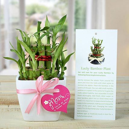 Good Luck Mom | Gift Good Luck Mom-2 layer bamboo in white pot - Ferns